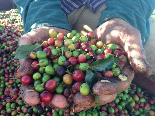 Hand coffee plant farm Photo