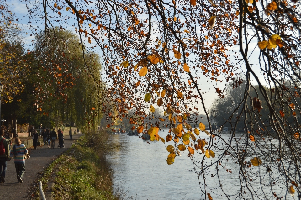 Paysage arbre eau nature