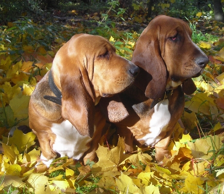 Dog cute autumn mammal Photo