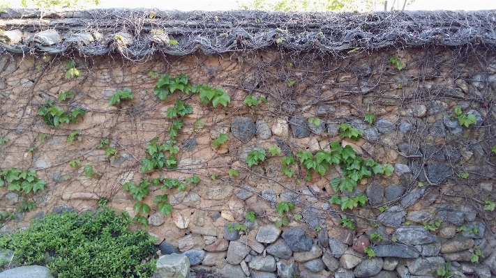 Track lawn wall ivy Photo