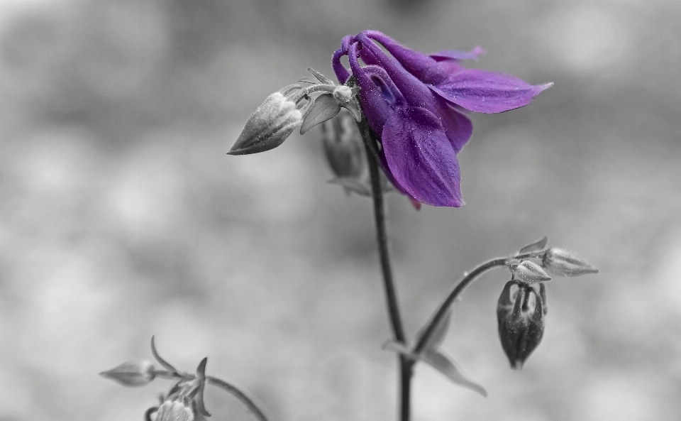 自然 花 概要 黒と白
