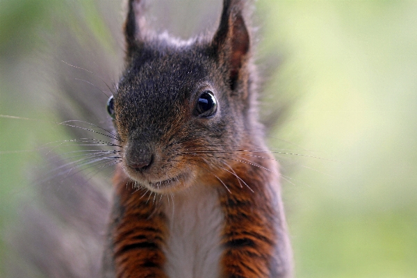 Tree nature forest hair Photo