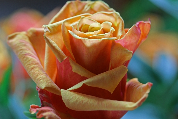 Nature blossom plant photography Photo