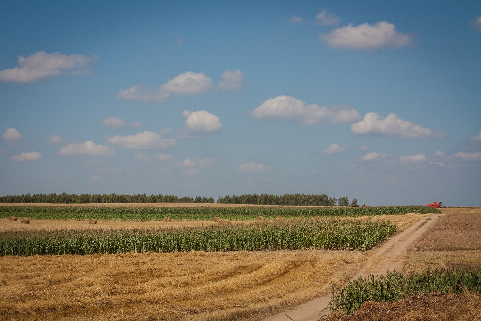 Krajobraz natura trawa horyzont