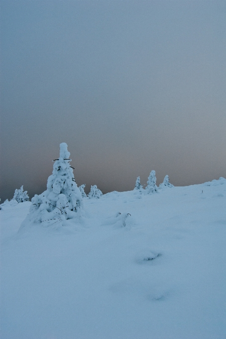 Tree nature mountain snow