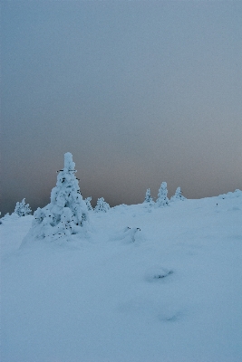 Tree nature mountain snow Photo