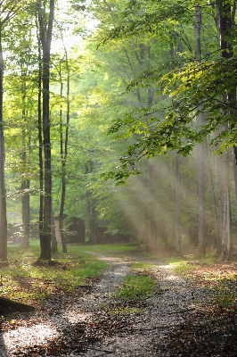 Tree nature forest path Photo