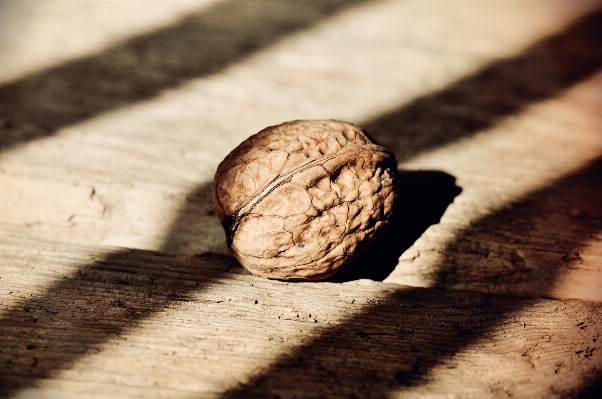 Hand tree plant wood Photo