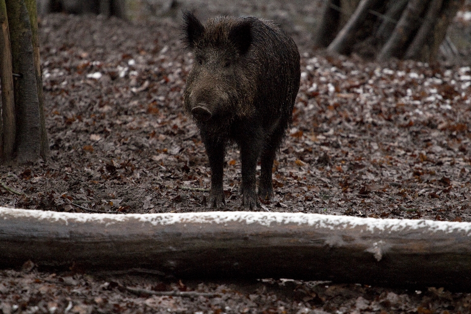 Forêt faune sauvage zoo