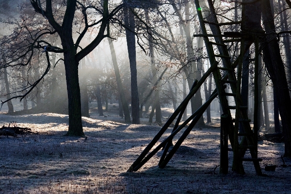 Tree nature forest branch Photo