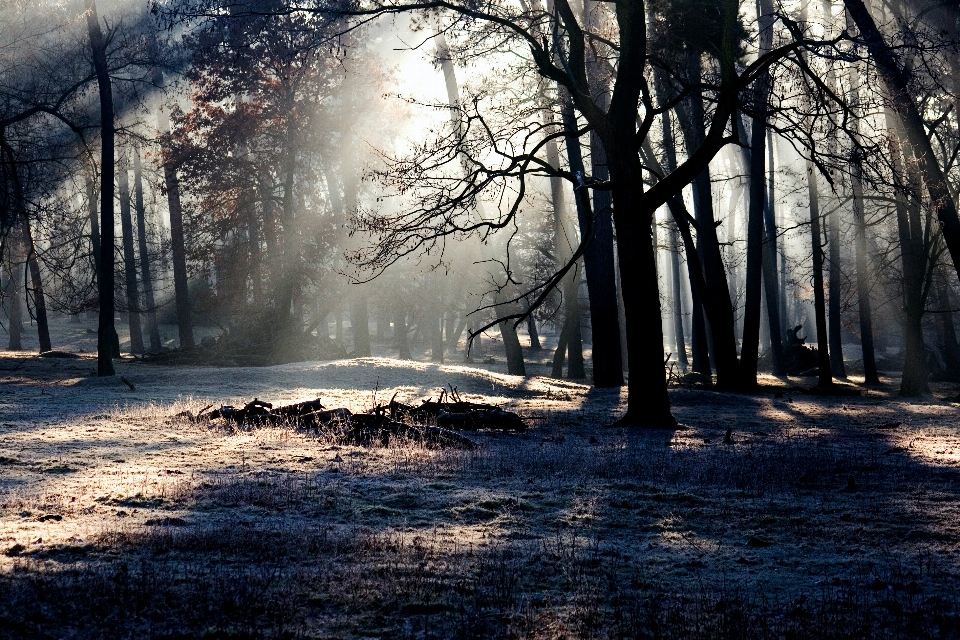 Baum natur wald schnee