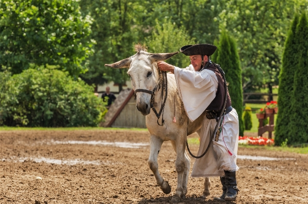 Man animal horse stallion Photo