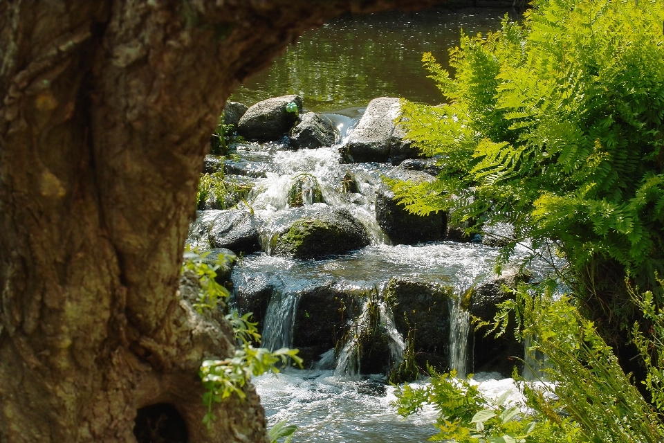 風景 木 水 自然