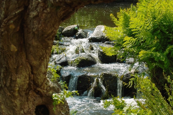 風景 木 水 自然 写真