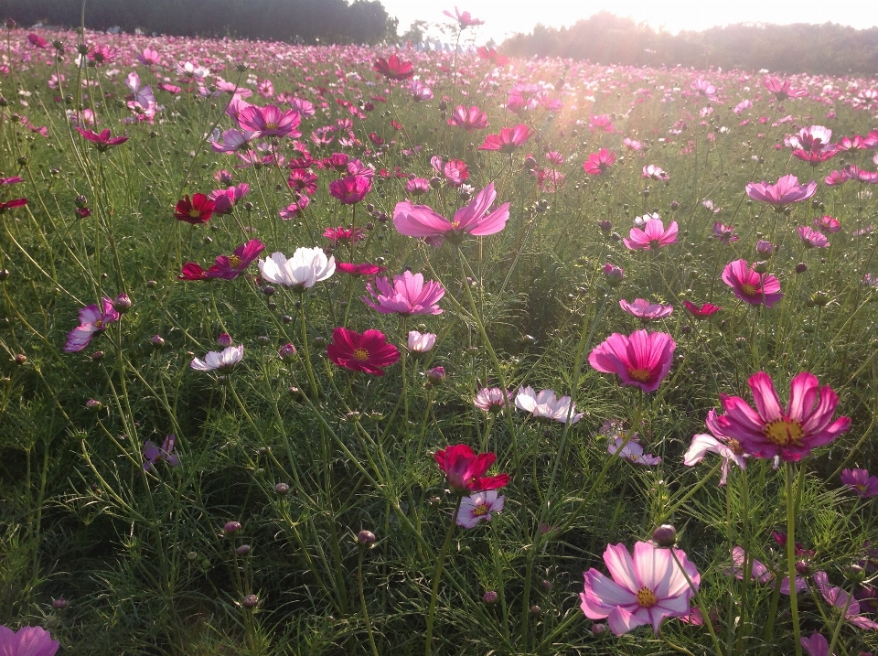 Grass plant field meadow