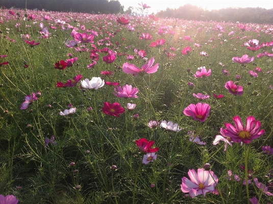 Grass plant field meadow Photo