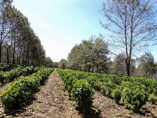 Tree coffee vineyard field Photo