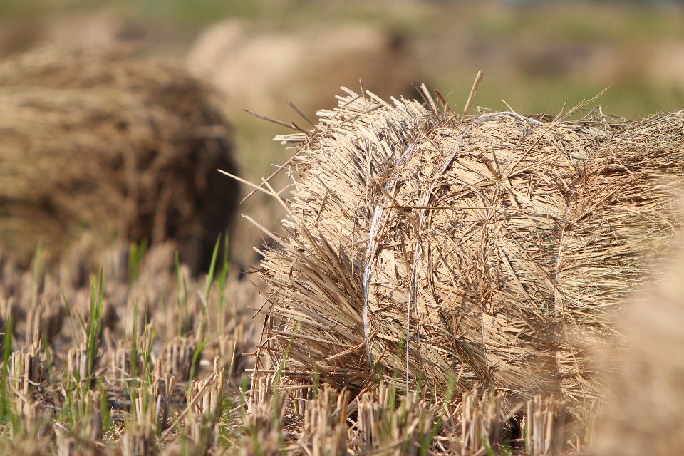 Gras anlage feld prärie
