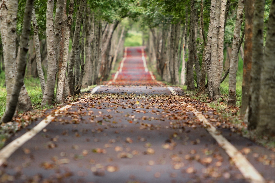 Tree nature forest road