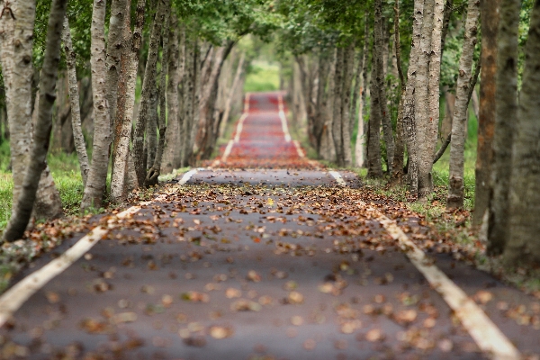 Tree nature forest road Photo