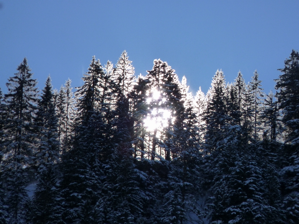 Tree nature forest wilderness