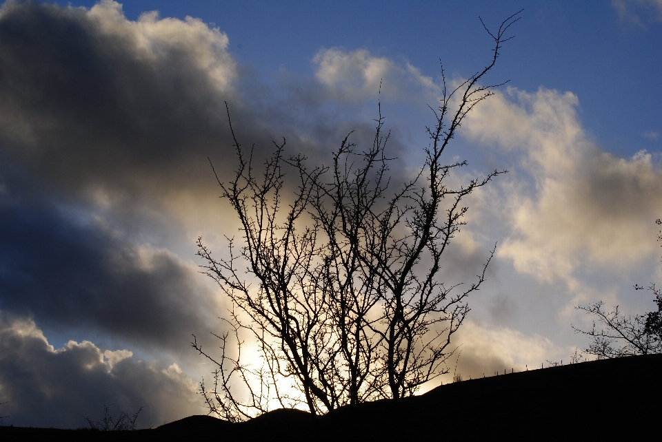 Landscape tree nature grass