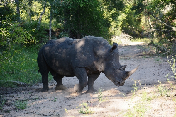 Adventure wildlife zoo africa Photo