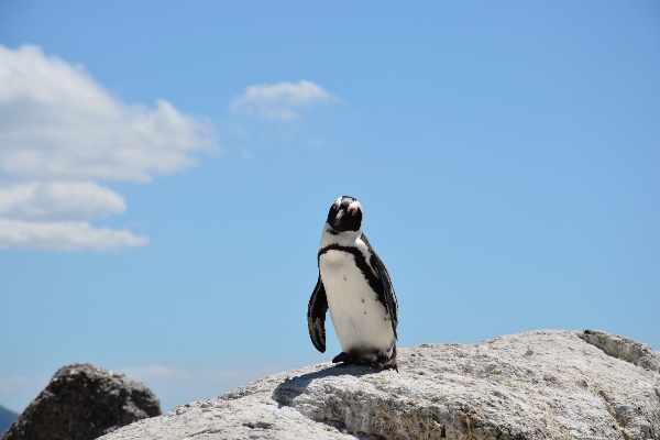 Beach water rock bird Photo