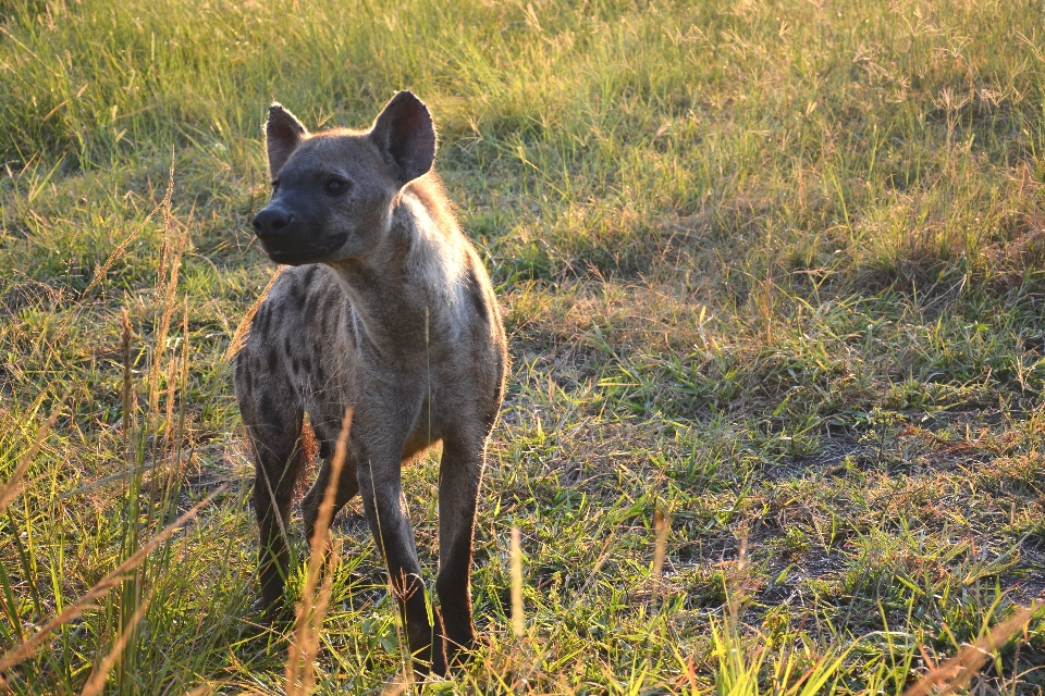 Köpek hayvan yaban hayatı afrika