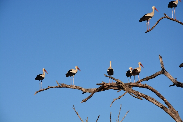 Photo Arbre bifurquer oiseau aile