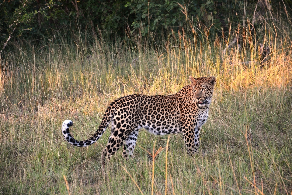 Prairie
 aventure faune chat