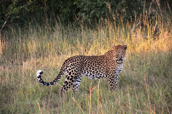 Prairie adventure wildlife cat Photo