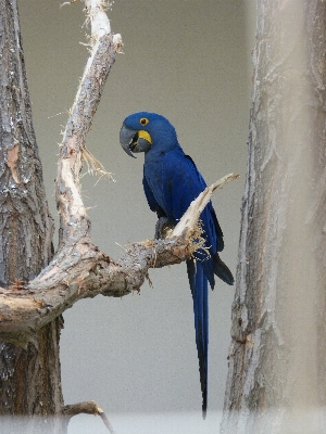 Natur zweig vogel flügel Foto