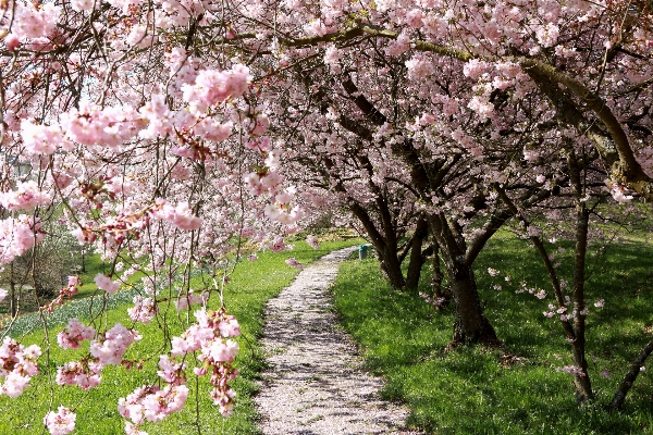 Baum zweig blüte anlage Foto