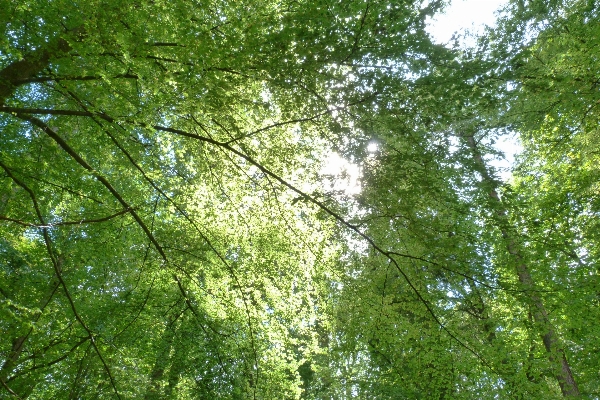 Foto Lanskap pohon alam hutan