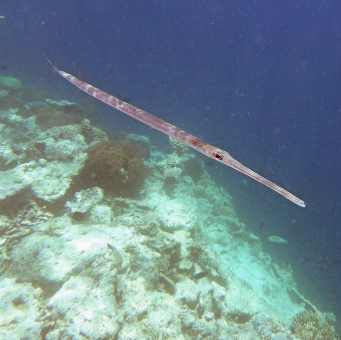 Mare oceano sott'acqua veicolo