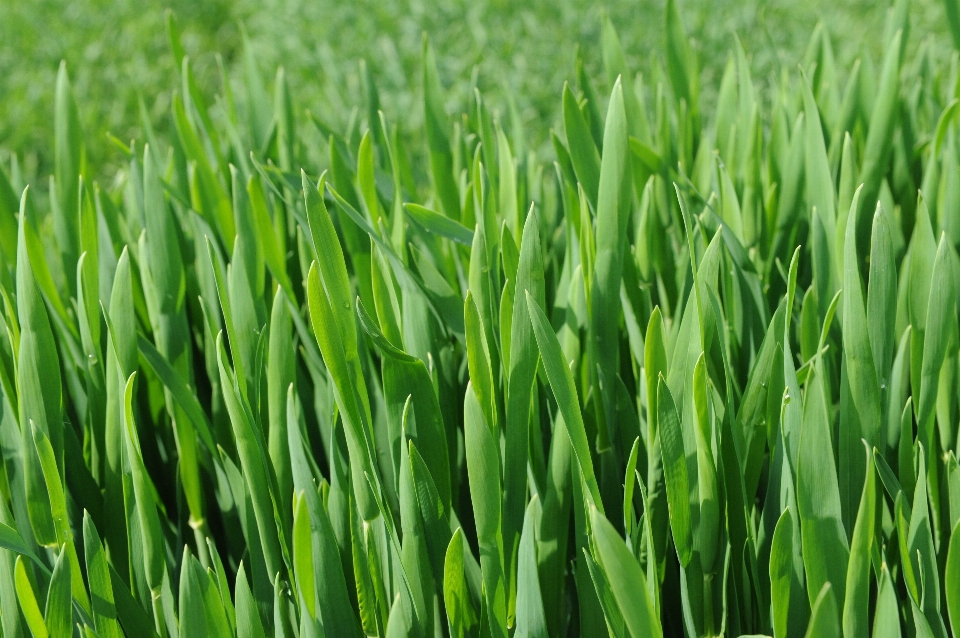 Grass plant sunshine field