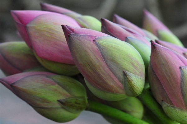 Anlage blume blütenblatt sommer Foto