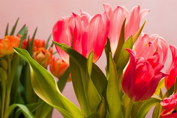 Nature blossom plant flower Photo