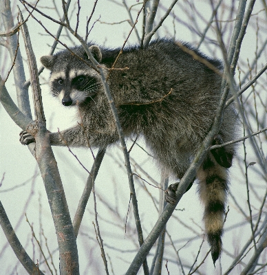 Foto árvore natureza filial bonitinho