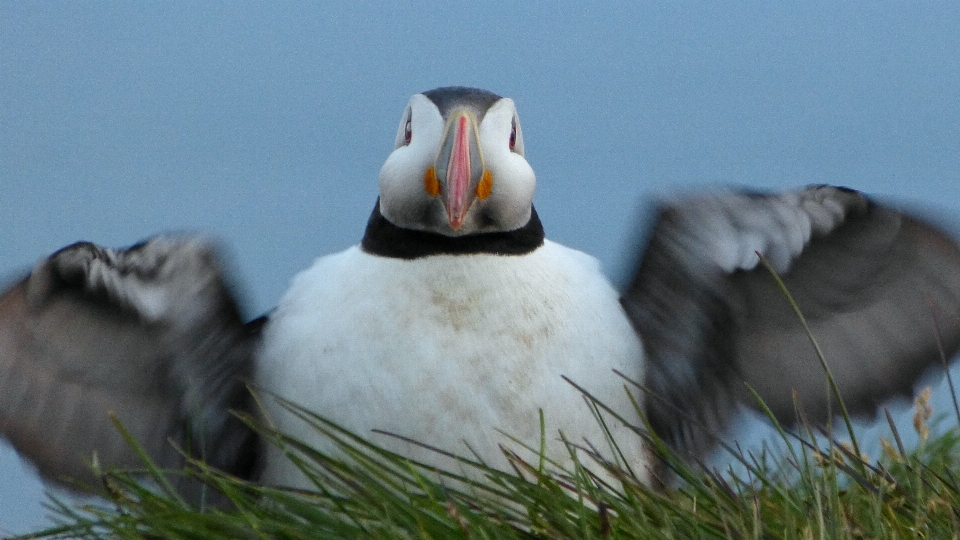 Bird wing seabird wildlife