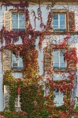 Tree nature architecture vine Photo