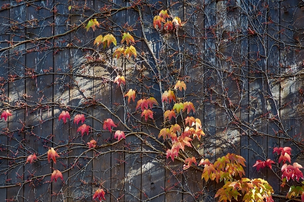 木 自然 ブランチ 植物 写真