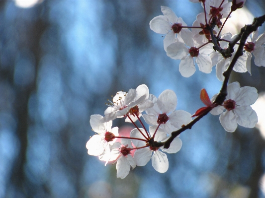 Natur zweig blüte anlage Foto