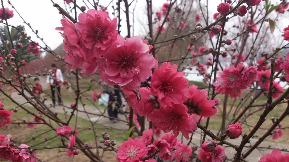 Baum zweig blüte anlage