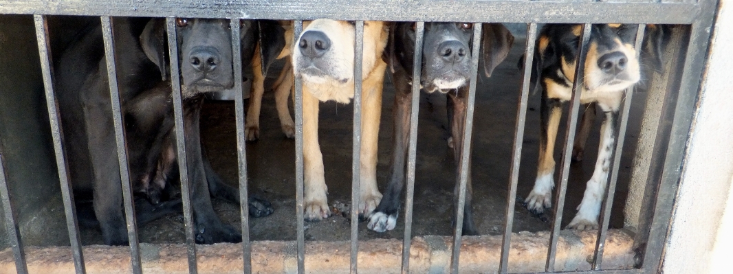 Foto Kurungan sedih anjing pound