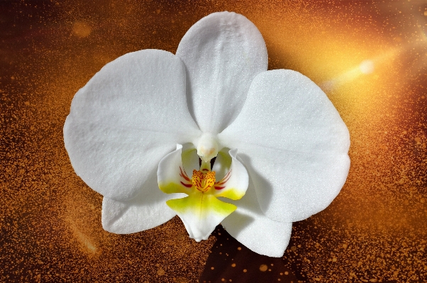 Blossom plant white photography Photo