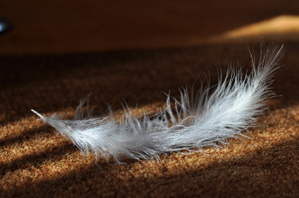 Photo Oiseau aile blanc lumière du soleil