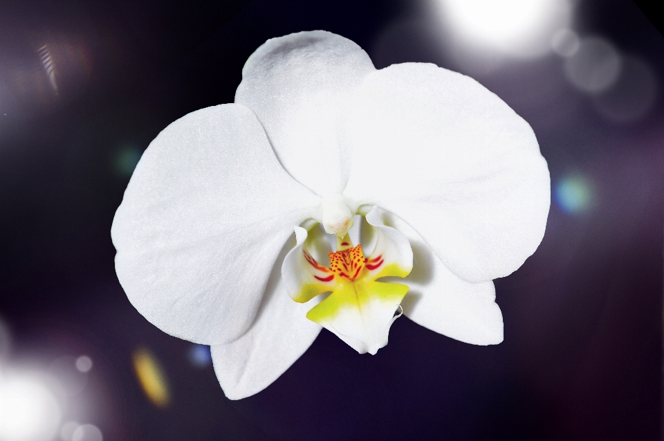 Florecer planta blanco fotografía