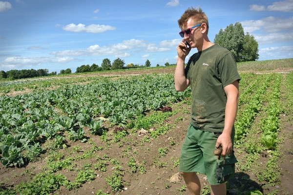 Field farm salad produce Photo